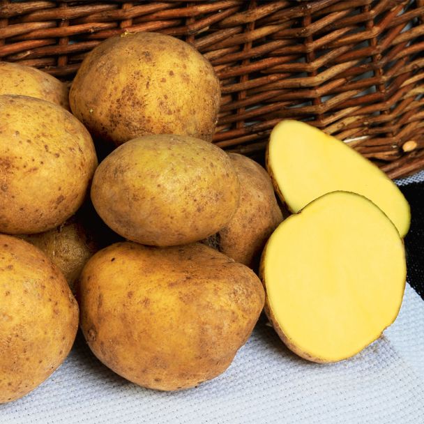 Pflanzkartoffeln Adretta, Mittelfrüh, 2,5 kg (1 kg / € 3,52)