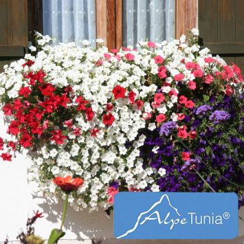 AlpeTunia® White