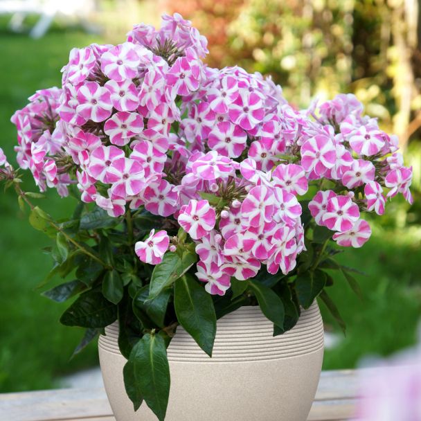 Phlox Bambini® 'Candy Crush'