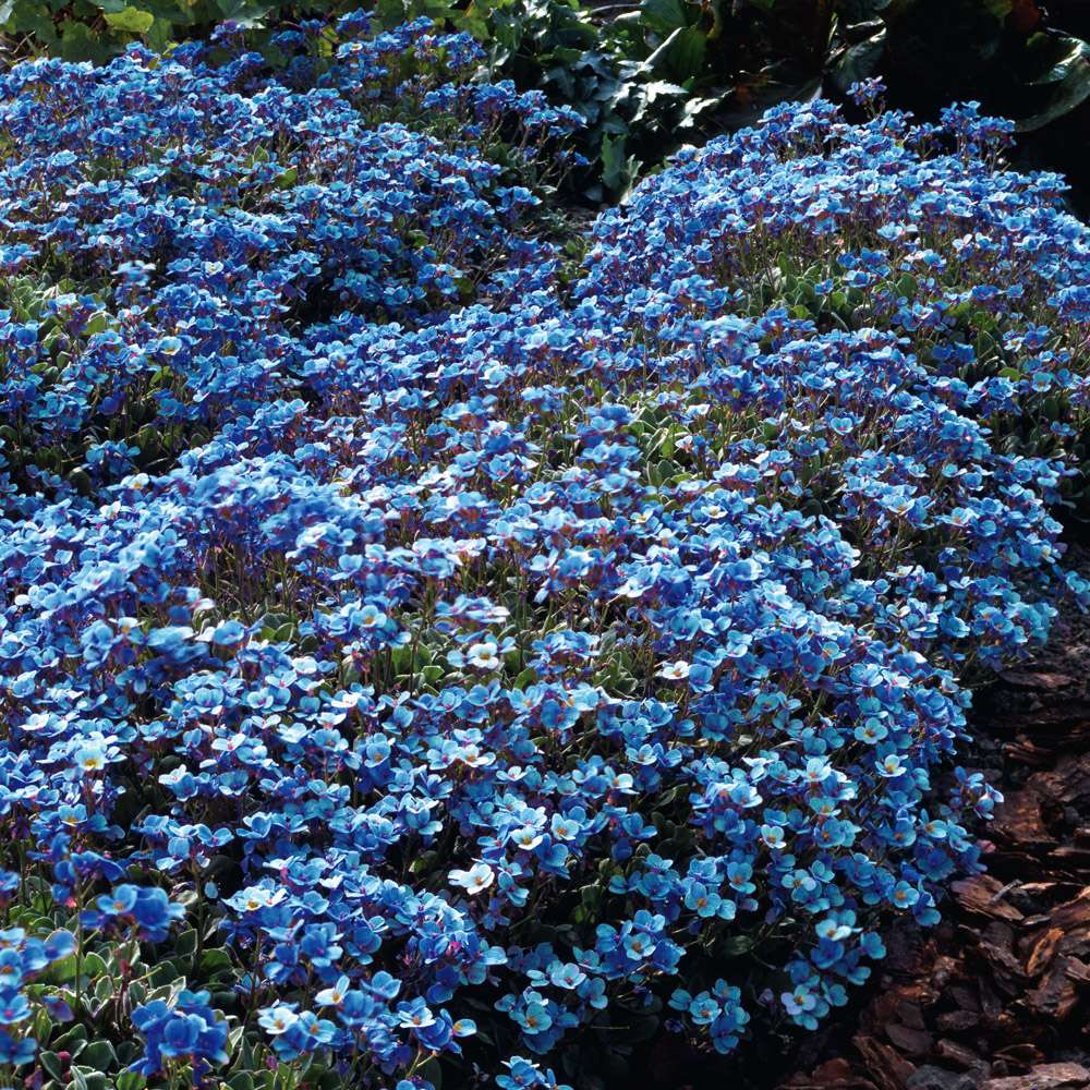 Blaukissen Blau Bodendeckerpflanzen Bodendecker & Polsterstauden