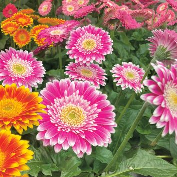 Gerbera Sweet Fiesta Pink