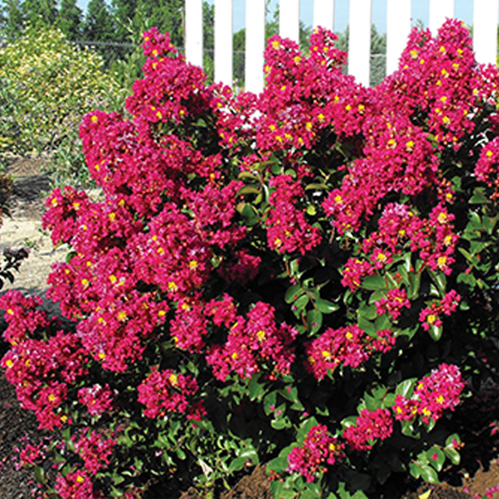 Lagerstroemia rot SolitärPflanzen Sträucher & Bäume Blüh