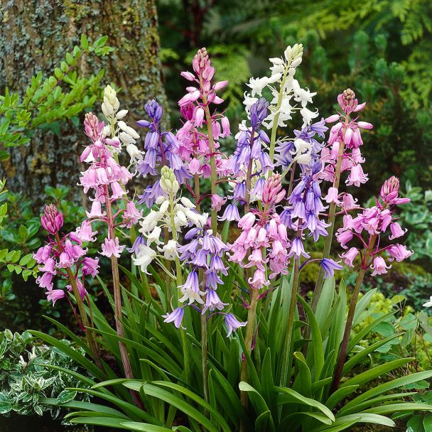 Scilla-Mix