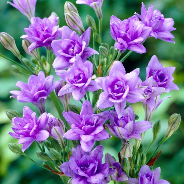 Triteleia Royal Blue