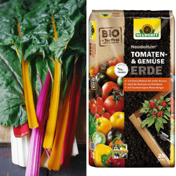 Bunter Mangold MangoLito + Erde (Sparangebot)