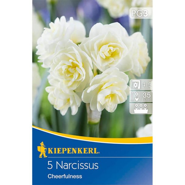 Narzisse `Cheerfulness` - Blumenzwiebel