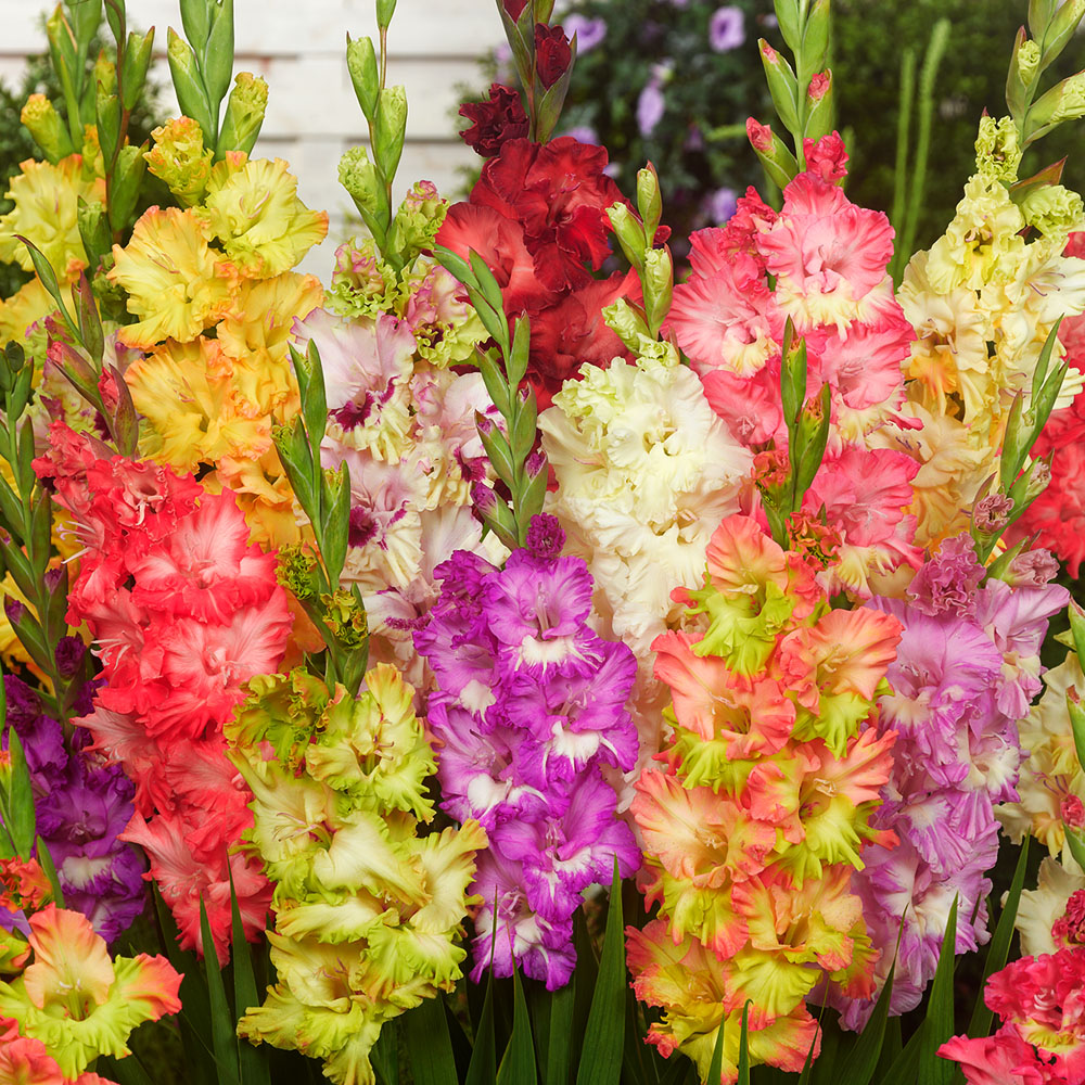 Gladiolen Ruffled Mix kaufen | Ahrens+Sieberz - Pflanzenversand &  Gartenbedarf