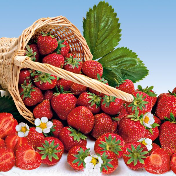 Erdbeere 'Mara des Bois®' als Setzlinge