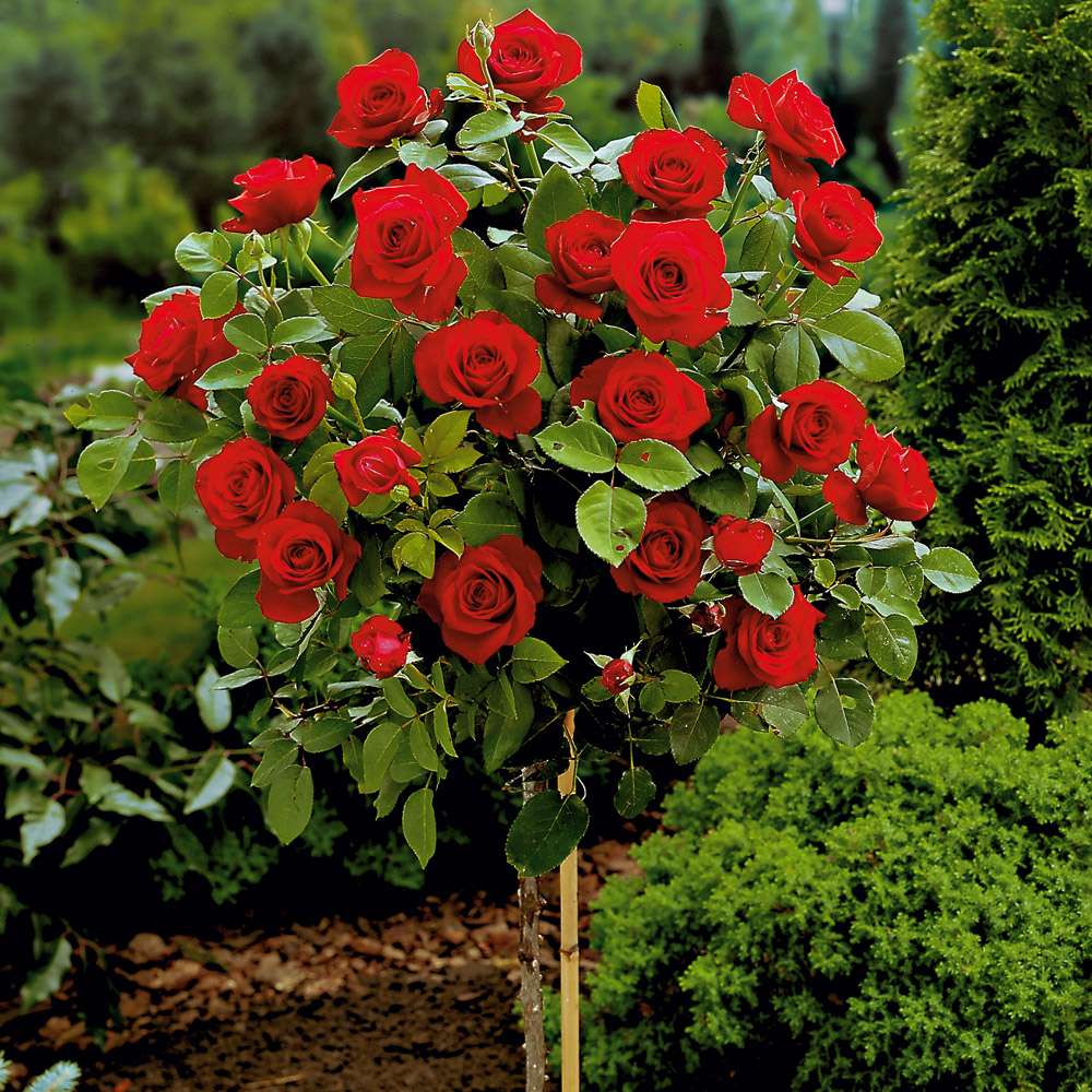 Winterharte Rosen-Rhizome - Mehrjährige Gartenpflanzen Für Frühling & Herbst