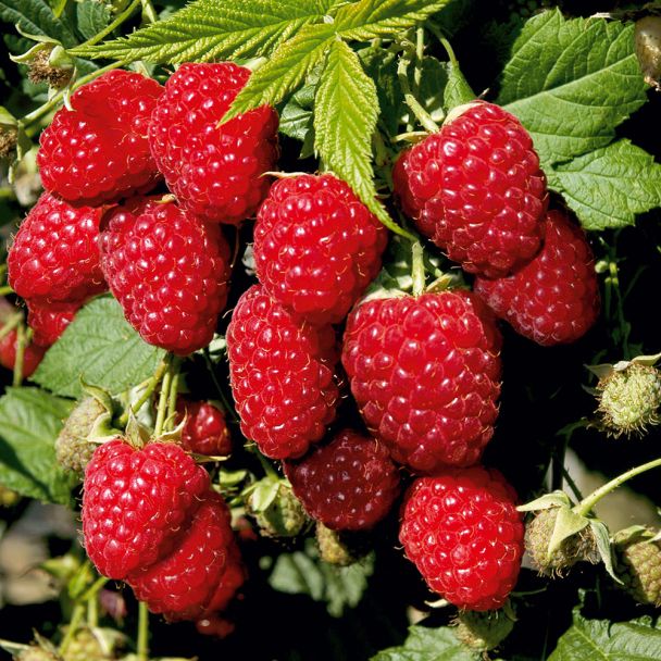 Himbeere 'Pokusa®', herbsttragend