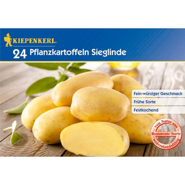 Pflanzkartoffel Sieglinde (24 Knollen)