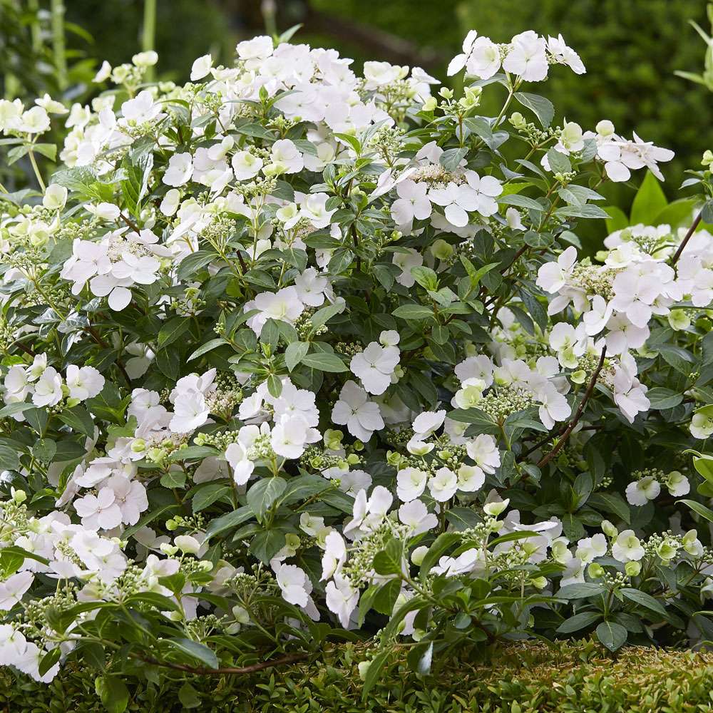 Hortensie Runaway Bride Hortensien Bluh Ziergeholze Ahrens Sieberz Pflanzenversand Gartenbedarf