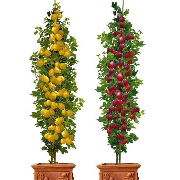 Spar-Set: Säulen-Stachelbeeren: 1 x 'Remarka', dunkelrot & 1 x 'Mucurines', grün