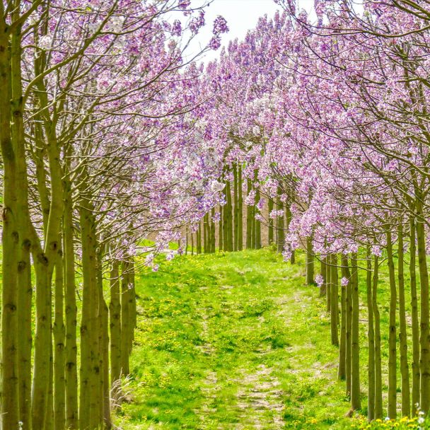 Kiribaum Paulownia kaufen Ahrens+Sieberz Pflanzenversand & Gartenbedarf