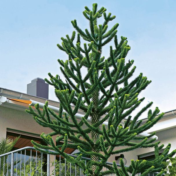 Chilenische Schmucktanne 'Araucaria'