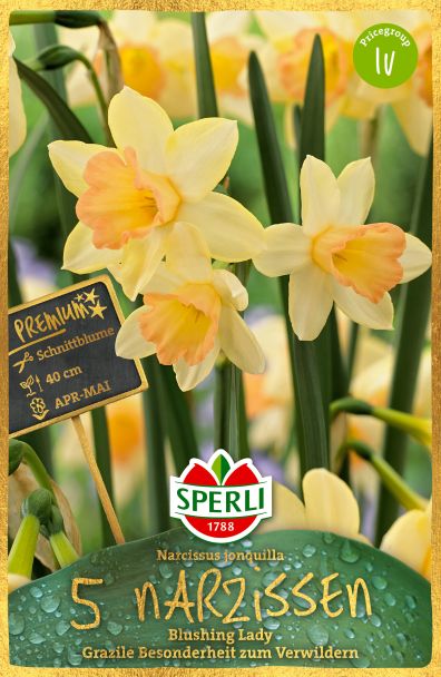 Sperli Premium Narcisssus Blushing Lady