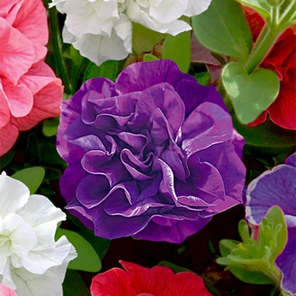 Gefüllte Hänge-Petunie 'Diana', Violettblau