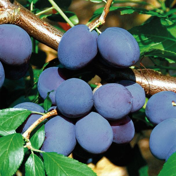 Frühe Zwetsche 'Juna'