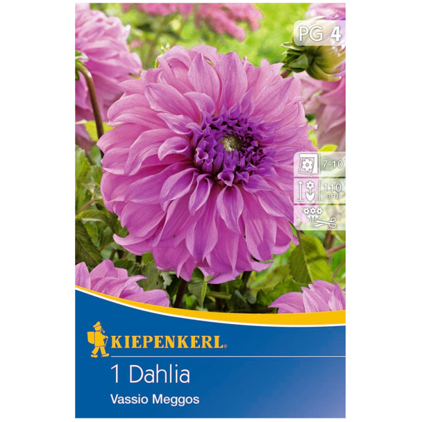 Riesenblütige Dahlie Vassio Meggos