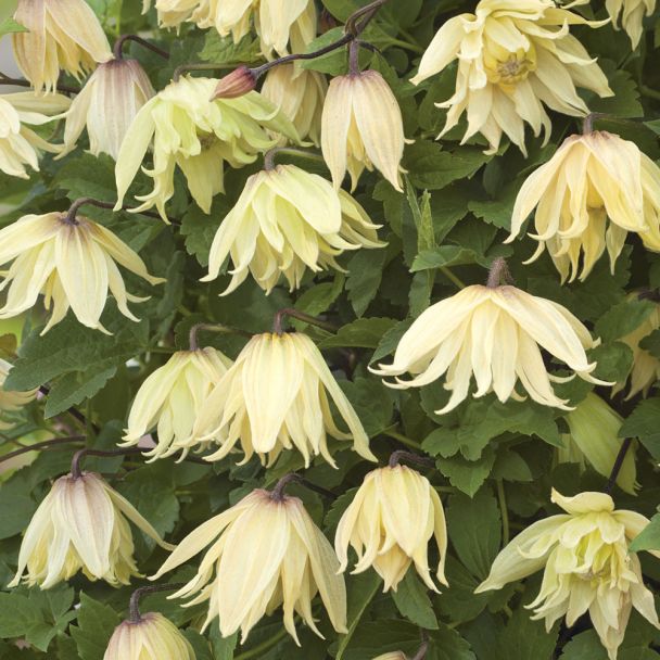 Clematis 'Amber'
