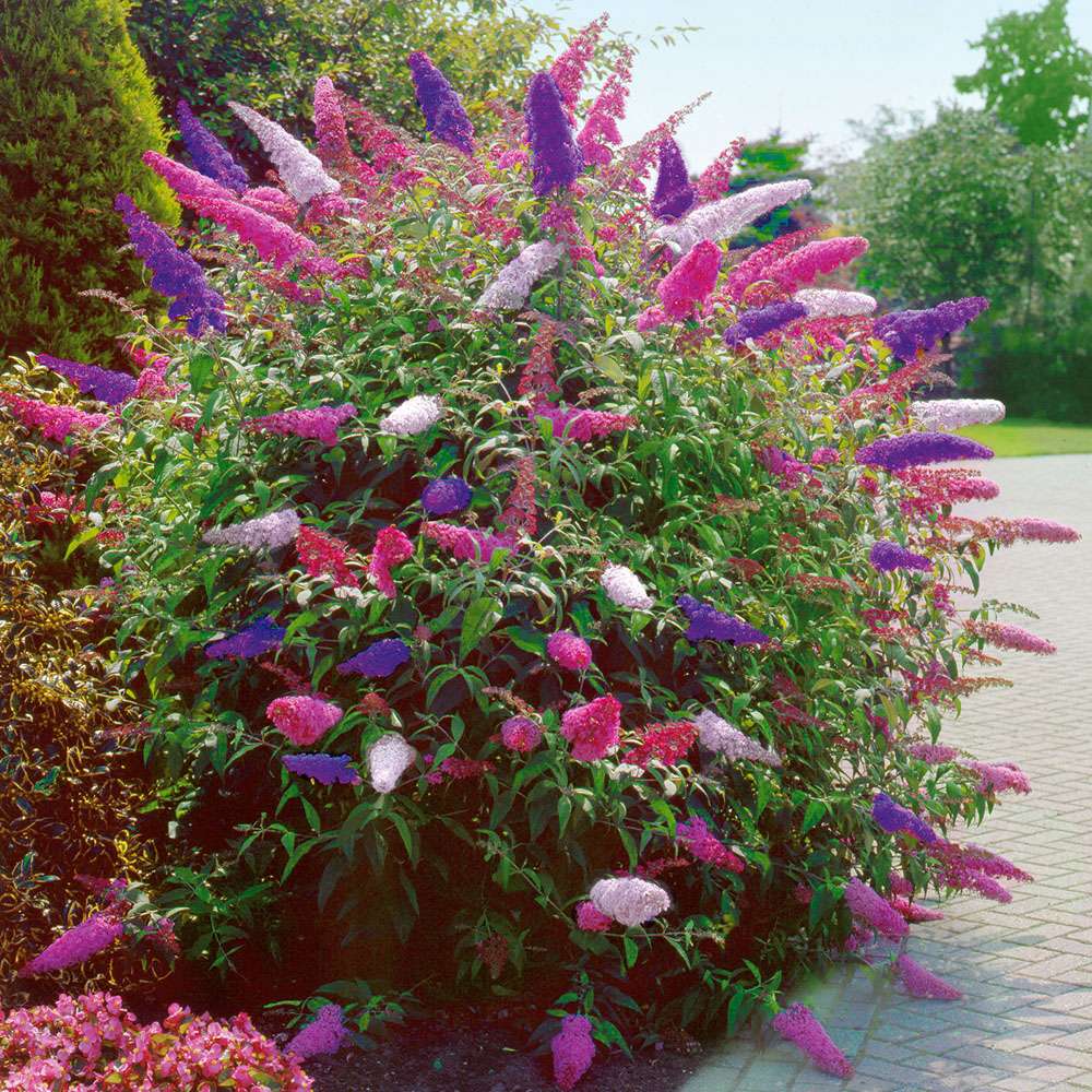 Schmetterlingsflieder Tricolor (Buddleja davidii) kaufen Ahrens