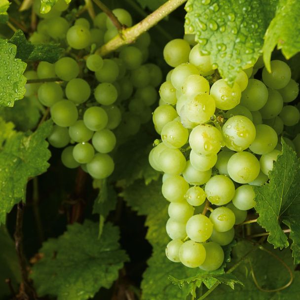 Edel-Tafel Traube 'Picurka'