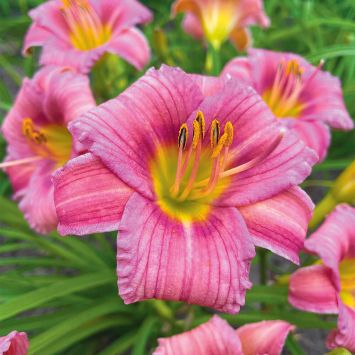 Taglilie Rose