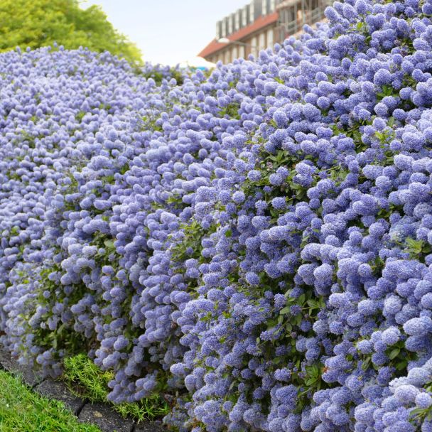 Kalifornischer Flieder Blue Mound