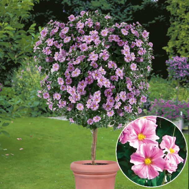 Enzianbaum Rosa