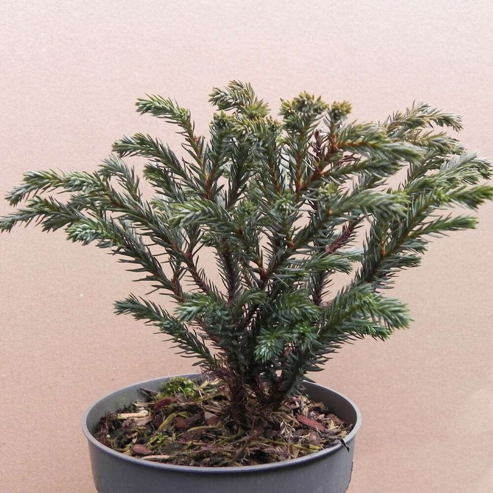 Koniferen-Set kaufen | Ahrens+Sieberz - Pflanzenversand & Gartenbedarf