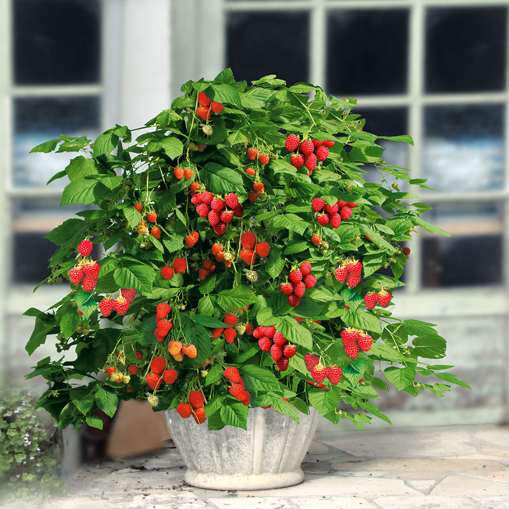 Himbeeren Obst Ahrens+Sieberz Pflanzenversand