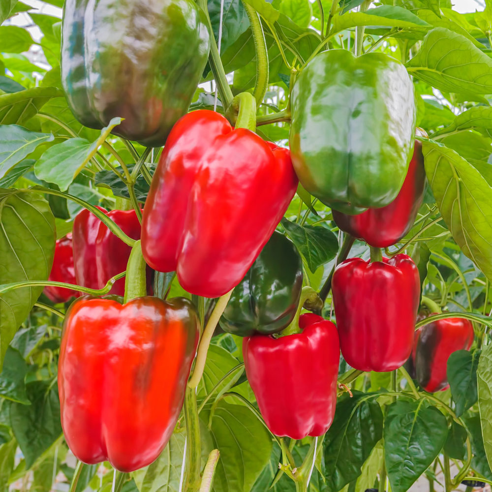 'PusztaTraum' F1 GemüsePaprika Paprika & Chili Gemüsepflanzen