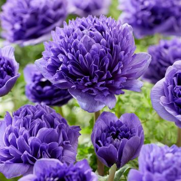 Anemone Peony Blue