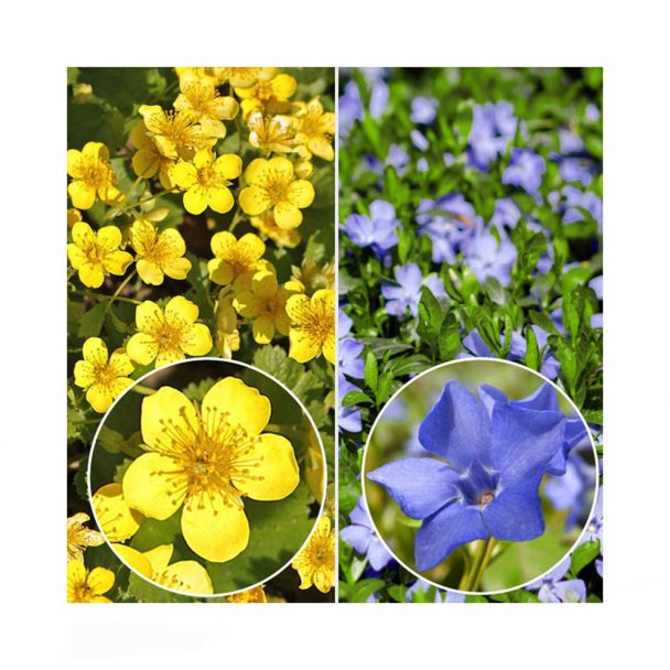 Set-Angebot 12 Stauden: 6 Waldsteinie + 6 Vinca Minor