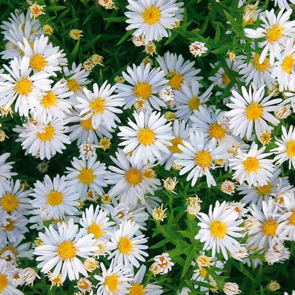 Kissen-Aster weiß