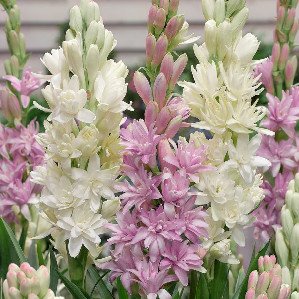 Duft-Tuberose Mischung Polianthes tuberosa