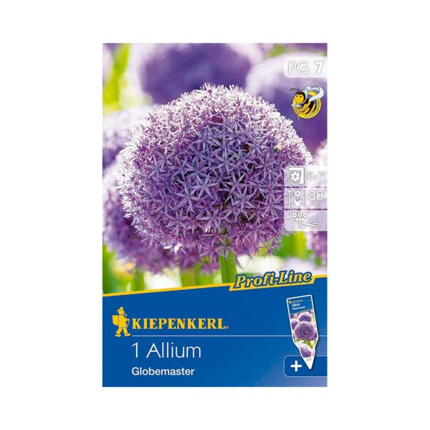 Allium `Globemaster`