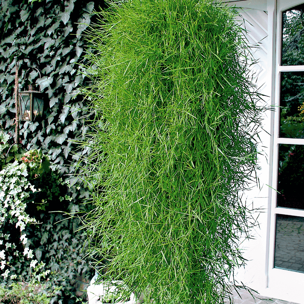 Hnge-Bambus Green Twist | Kbelpflanzen | Balkonpflanzen | Ahrens+Sieberz  - Pflanzenversand & Gartenbedarf