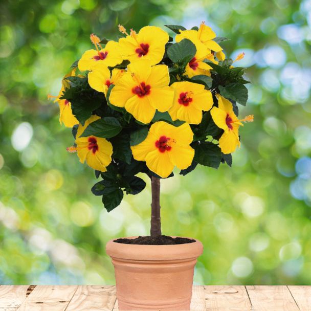 Riesen-Sommerhibiskus, Gelb