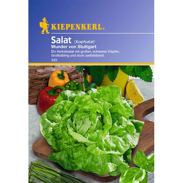 Kopfsalat 'Wunder v. Stuttgart'