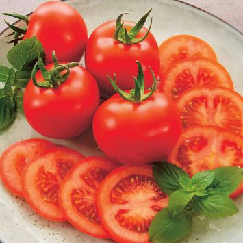 Kiepenkerl Samen Salat-Tomate Bauna (F1) Power Saat