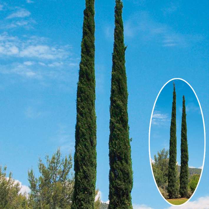 ToscanaZypresse 'Pyramidalis' SolitärPflanzen Sträucher & Bäume
