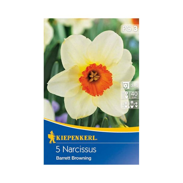Narzisse 'Barrett Browning' - Blumenzwiebel