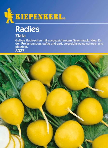 Radies 'Zlata'