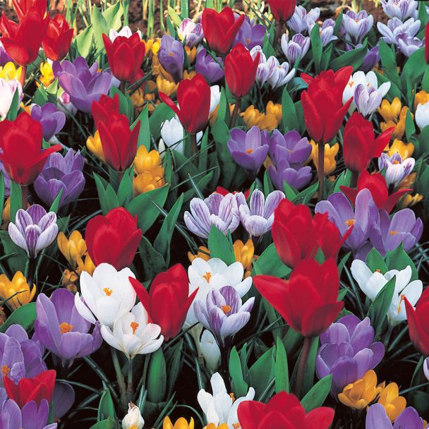 Krokus-Tulpen-Mix
