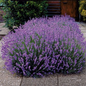 Duft-Lavendel Hidcote, blauviolett