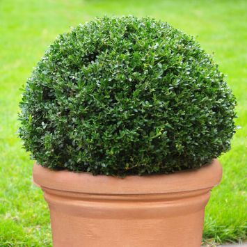 Ilex 'Dark Green' Kugel