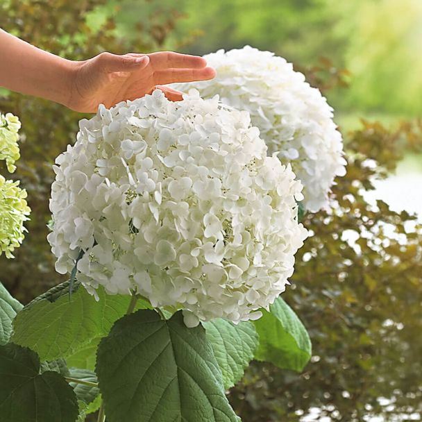 Riesen-Garten-Hortensie 'Incredible®'