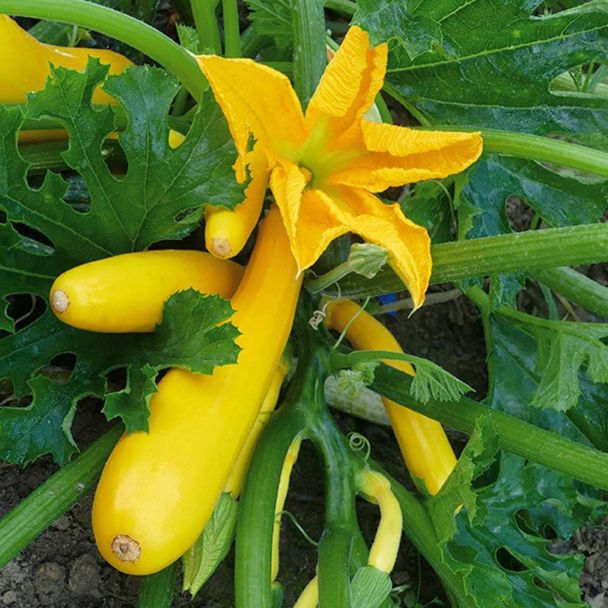Culinari-Gold F1 - Goldgelbe Zucchini