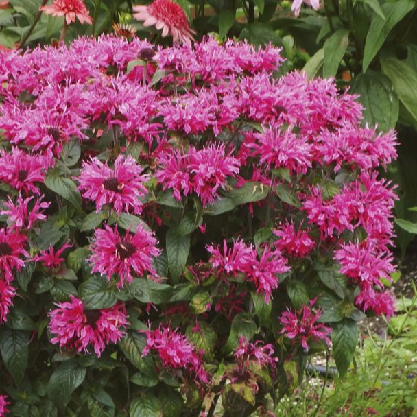 Indianernessel Cranberry Lace®